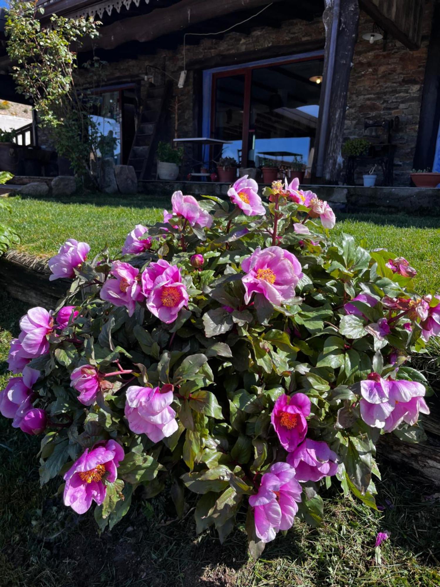 Bed and Breakfast Is Cubas Desulo Zewnętrze zdjęcie